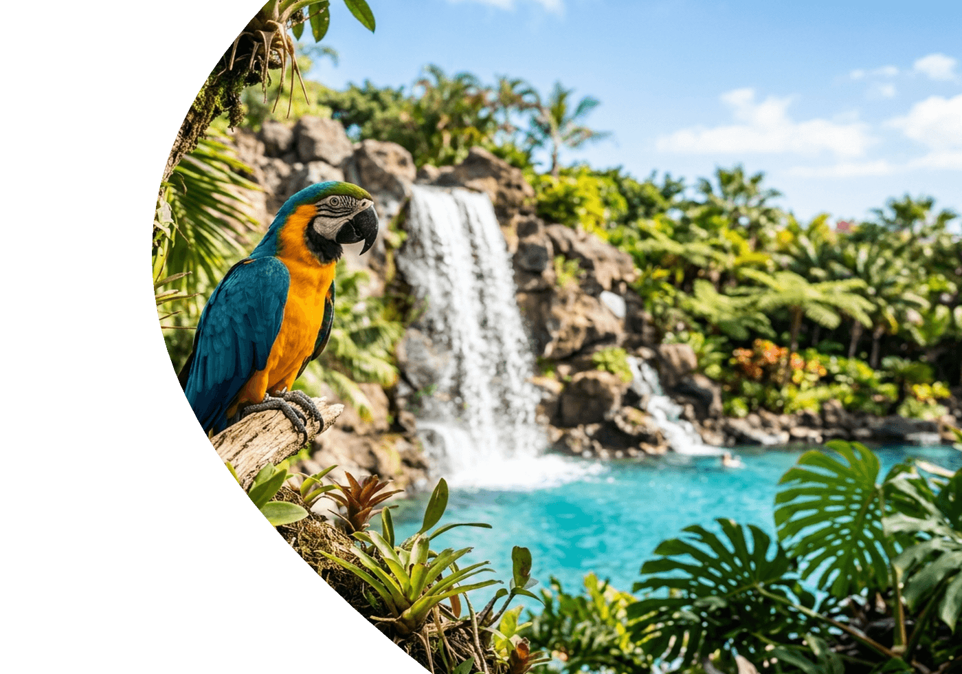 Loro Parque Tenerife Blue-and-Gold Macaw Parrot and Waterfall